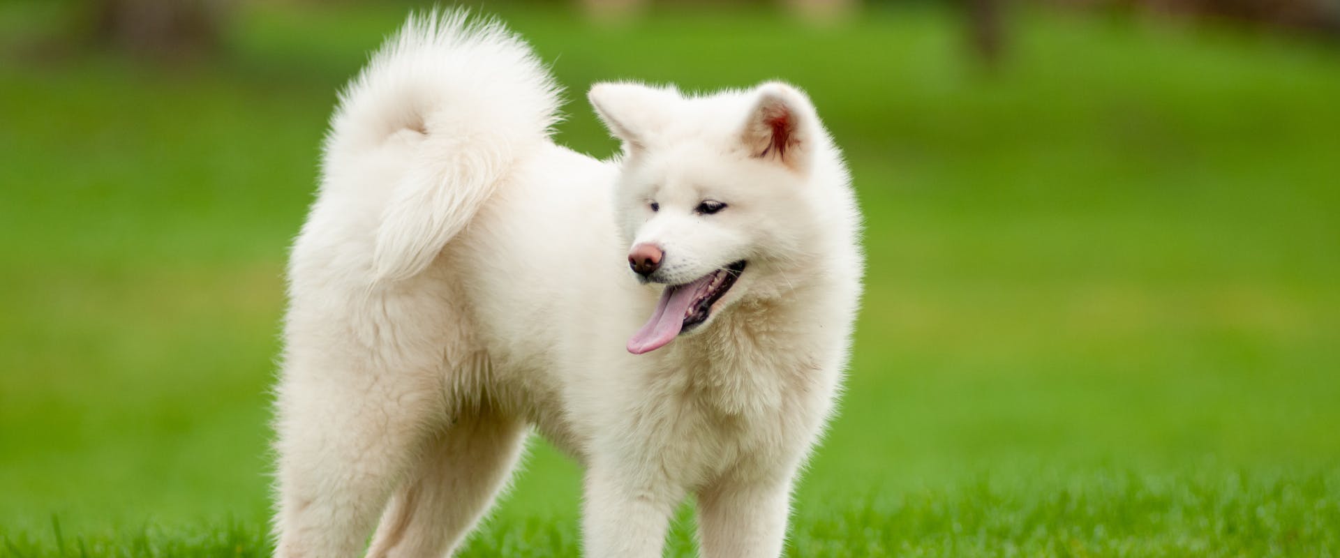 a white Japanese Akita stood in a grassy park panting