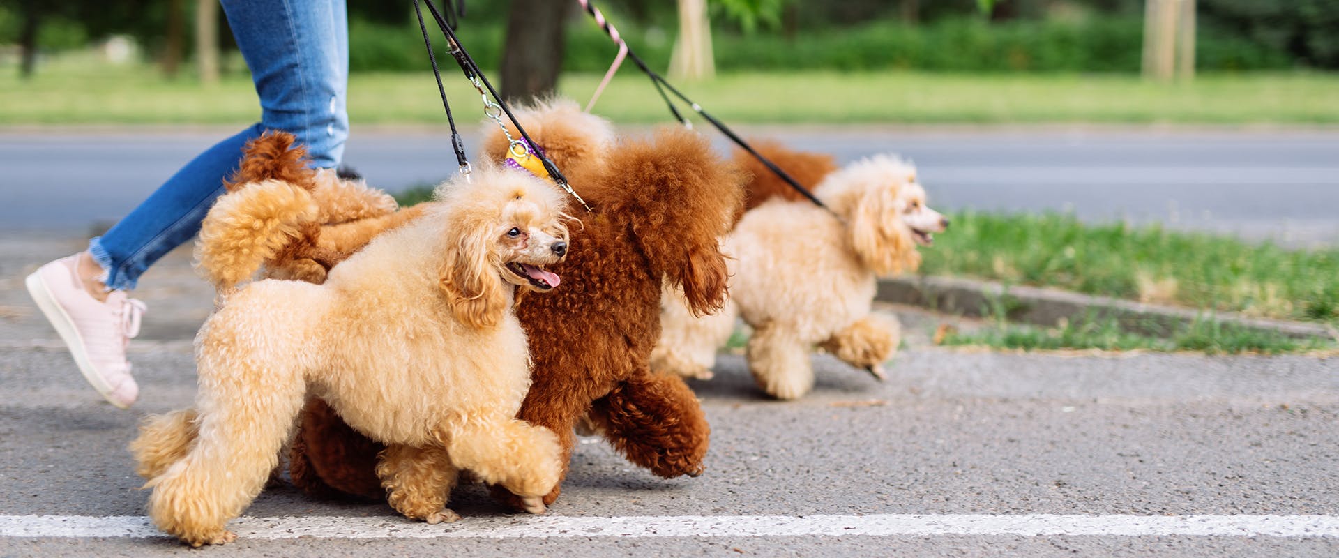 A person walking a group of Poodles