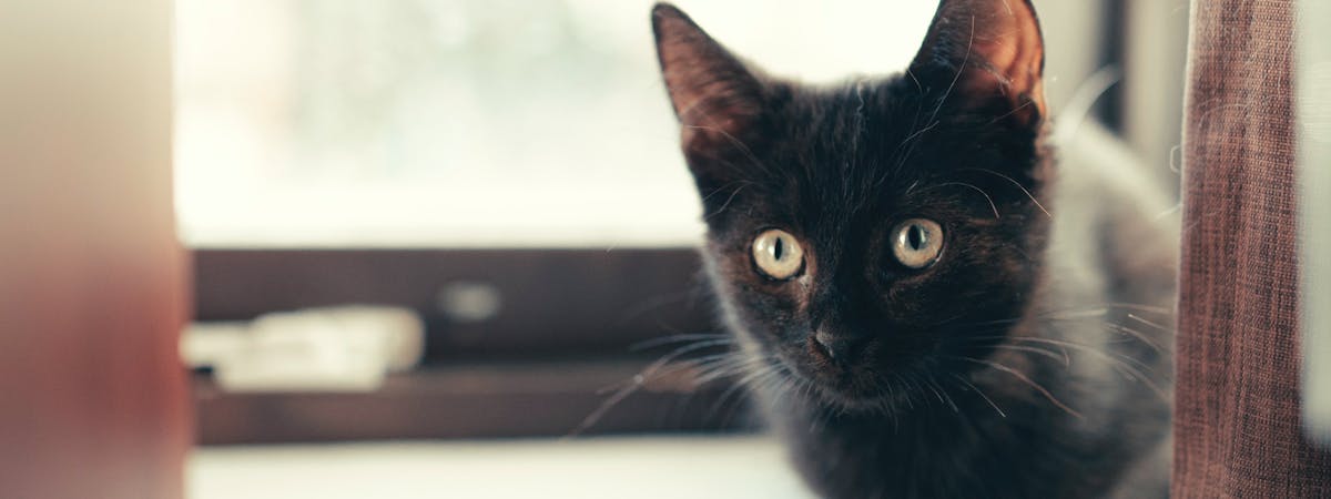 A black kitten
