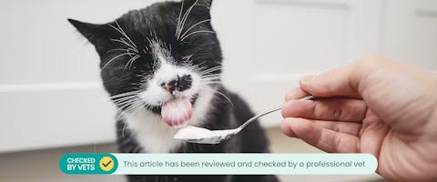 A cat eating a spoonful of yogurt