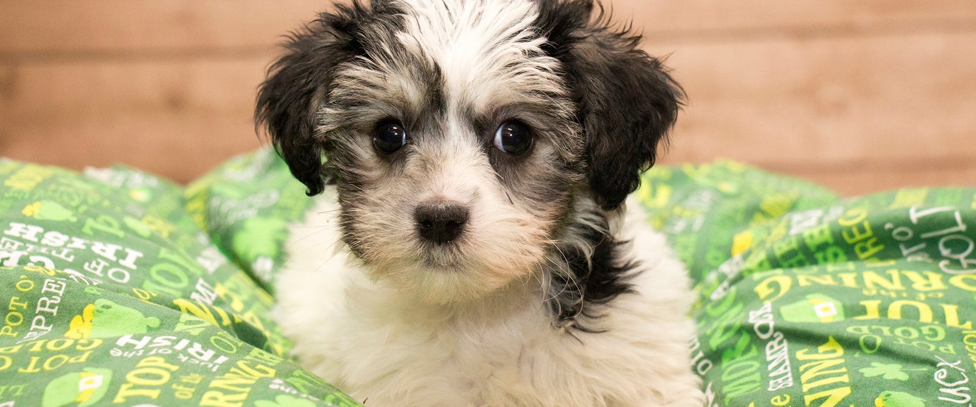 A small black and white Yorkiepoo puppy sitting on a bright green blanket