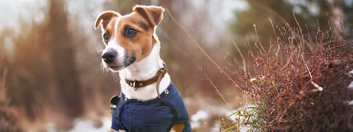 Jack Russell wearing a blue quilted waterproof dog jacket