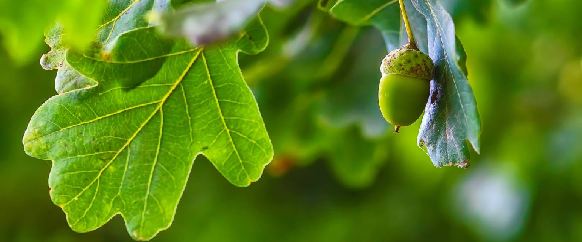 Oak leaf and acorn