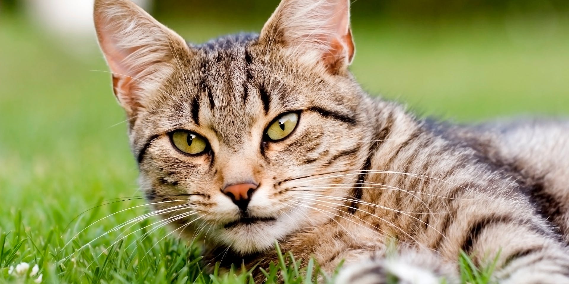 A tabby cat lying on the grass.