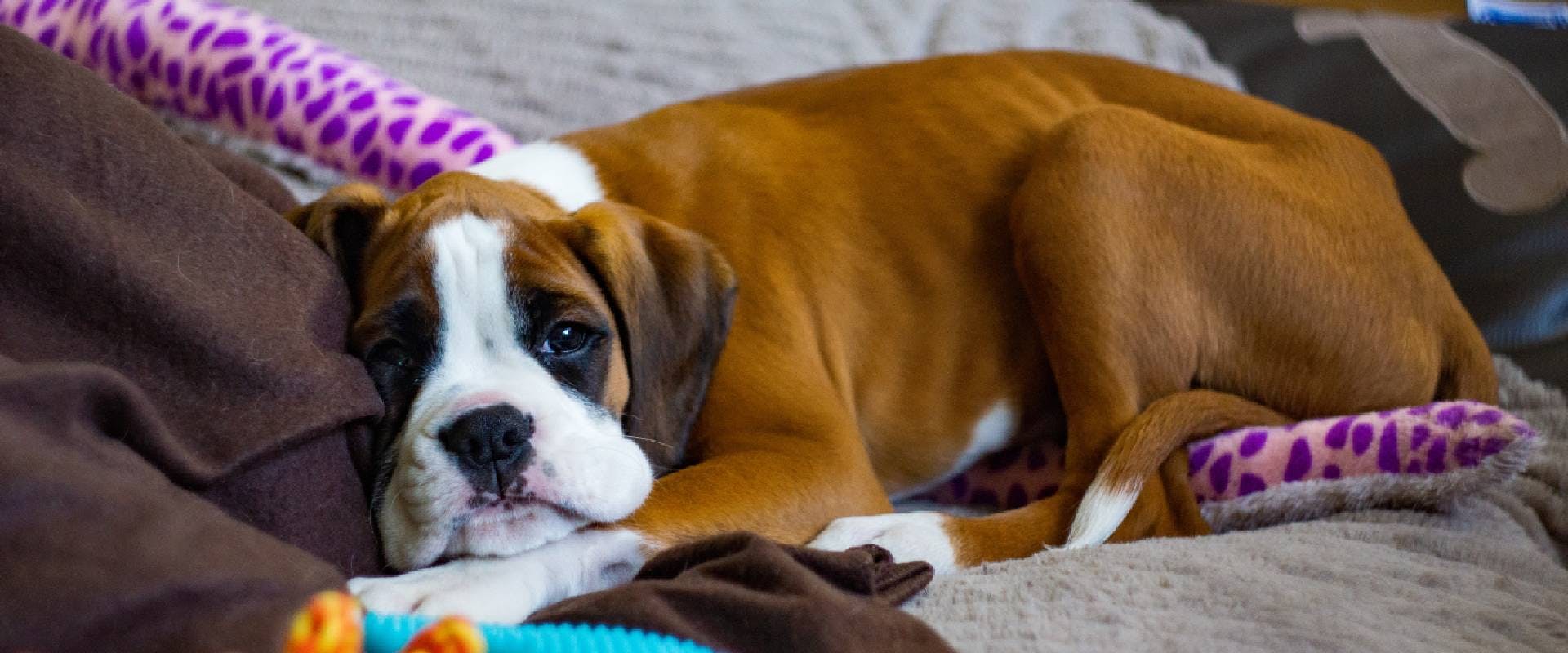 Boxer puppy on a sofa