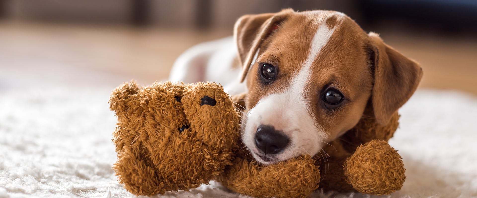 A cute Jack Russell puppy resting its head on a brown teddy bear