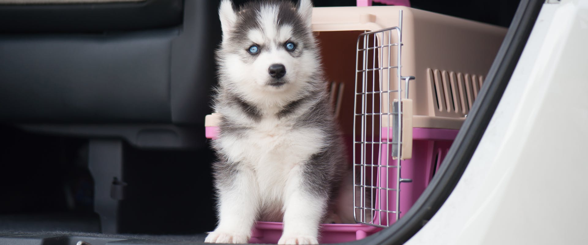 a Pomski puppy standing just outside of a pink travel dog kennel inside a car boot 