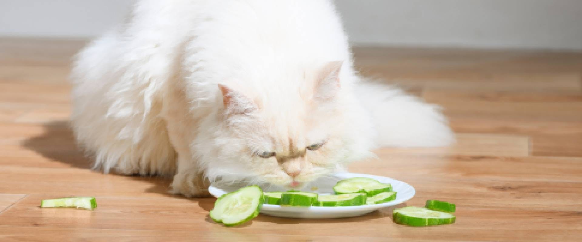 White cat eating cucumber