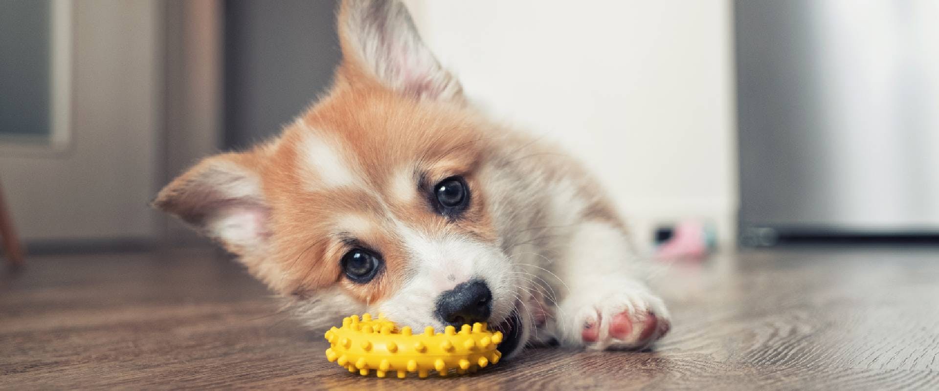 Corgi puppy playing with a stimulating dog toy