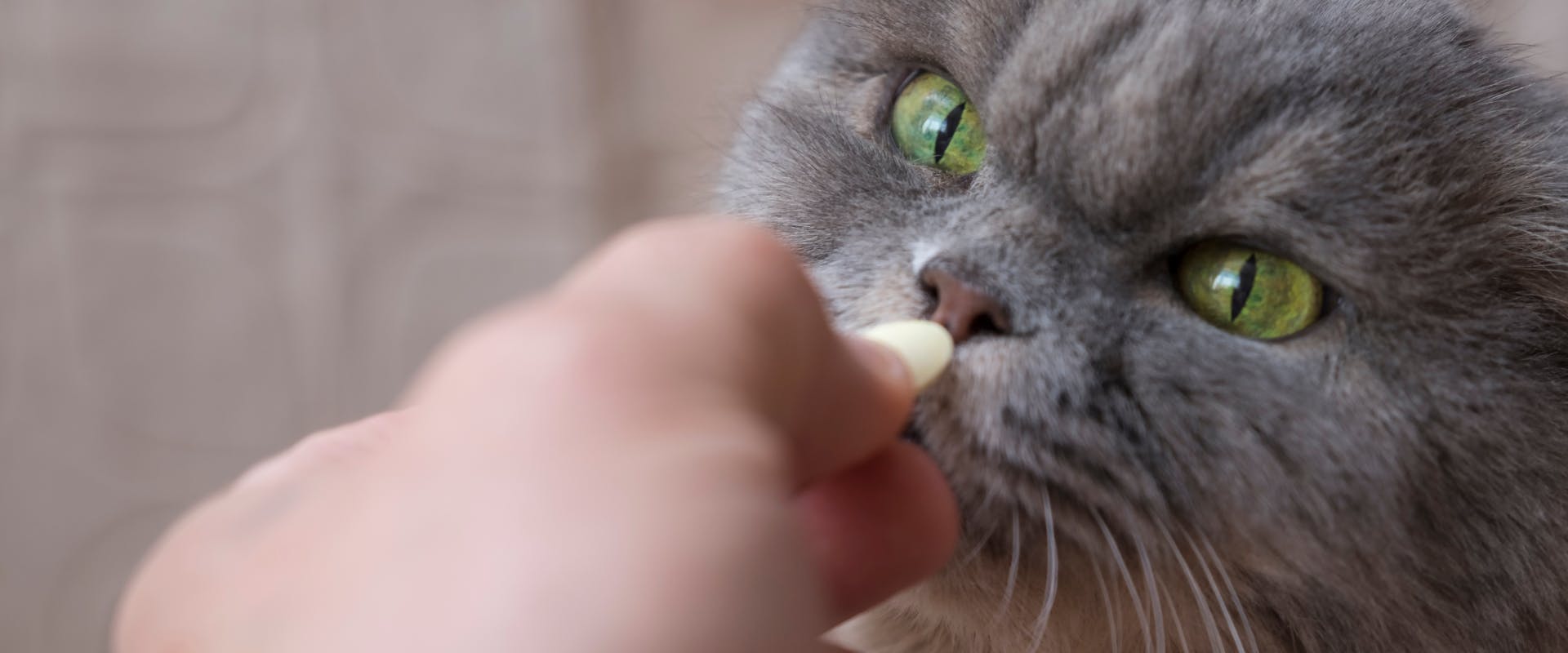 A cat being given a pill.