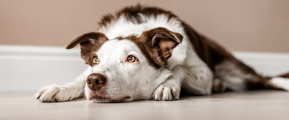 Can Dogs Get Hiccups? | TrustedHousesitters.com