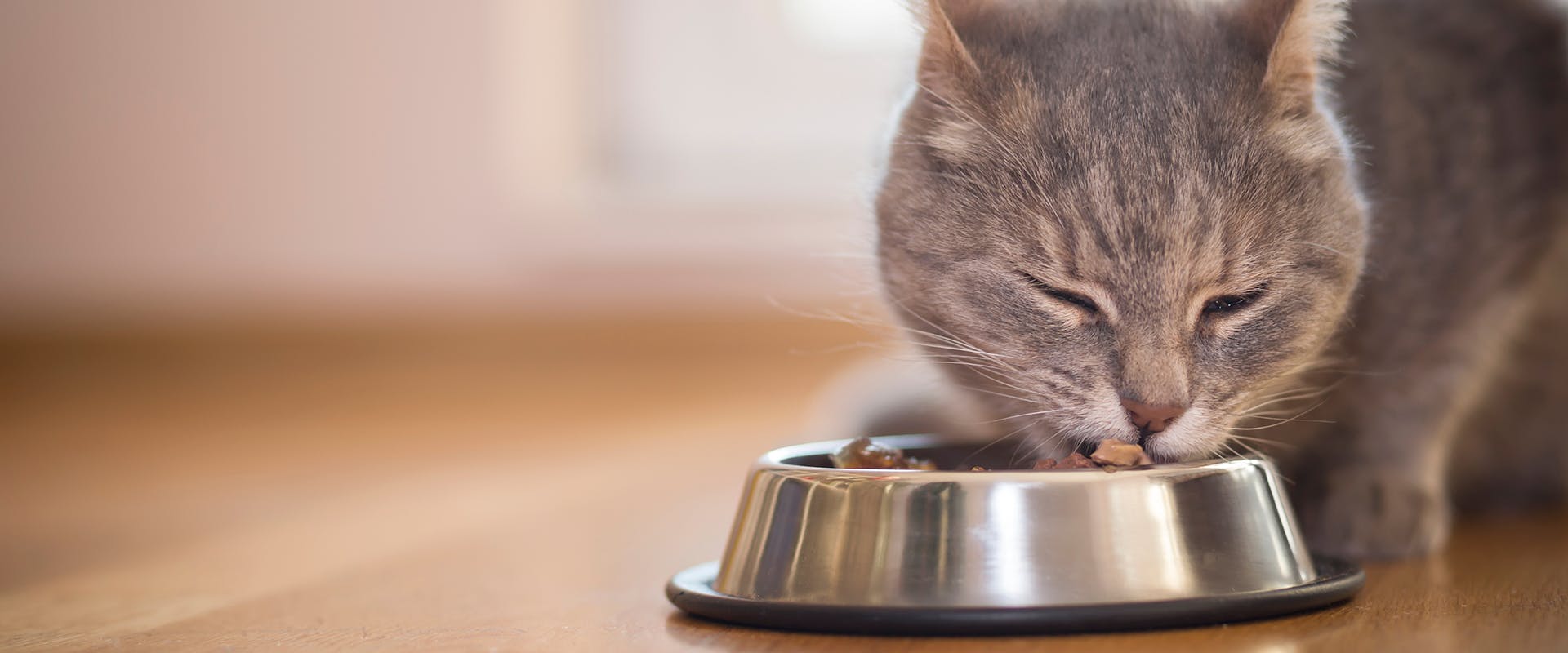 A cat eating from a stainless steel bowl
