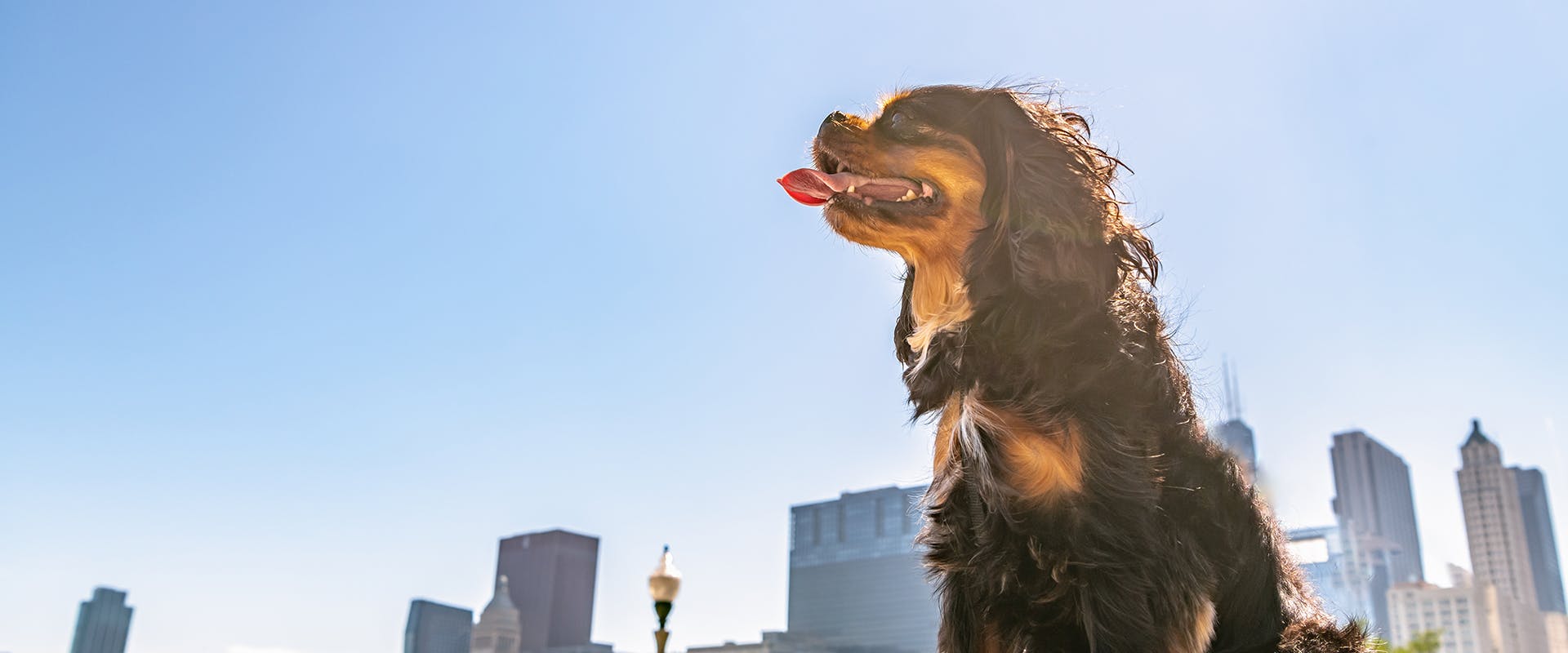 A regal looking dog standing in the sun, photographed from below
