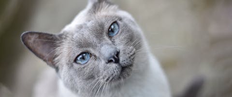 Rare cat breeds - a Tonkinese cat