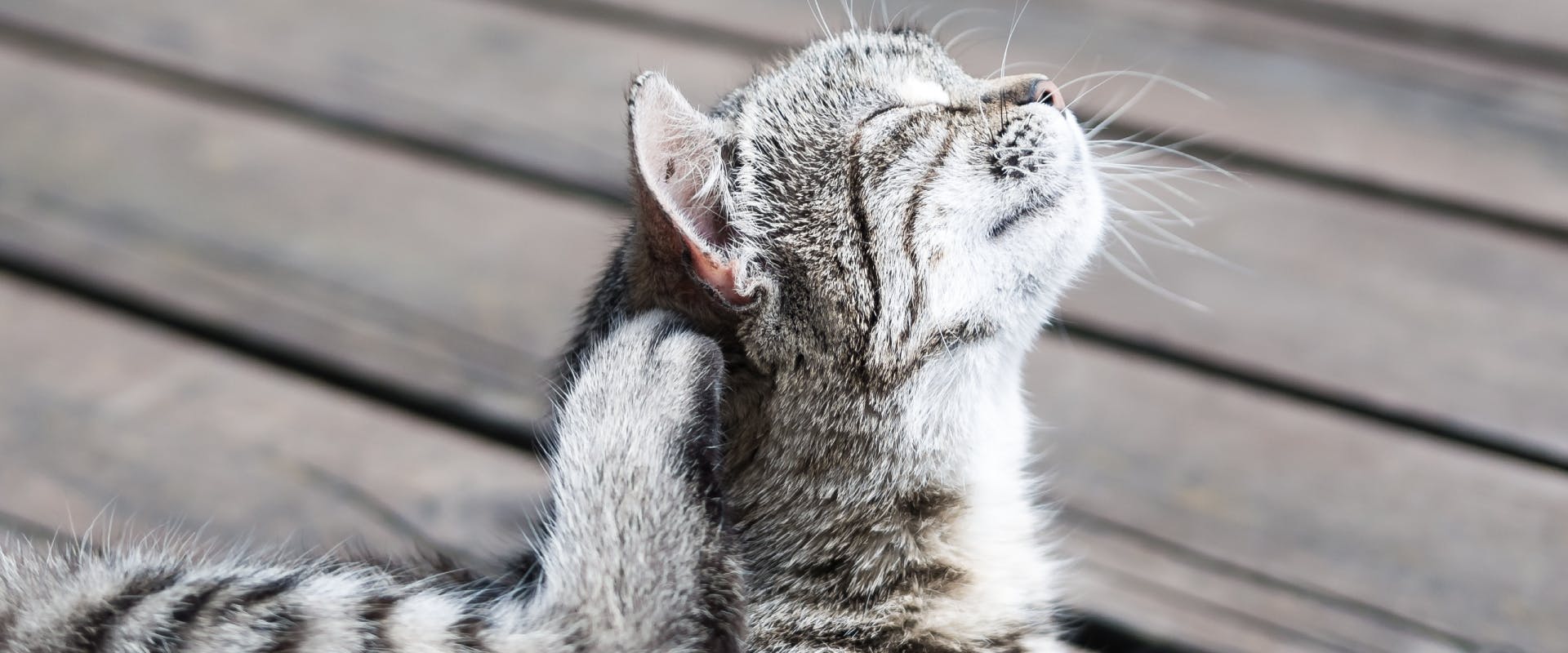 gray tabby short hairded cat lying on a decking scratching its ear