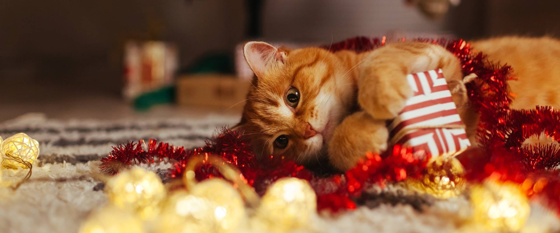 a shorthaired ginger tabby draped in tinsel whilst attacking a small red and white stripped present