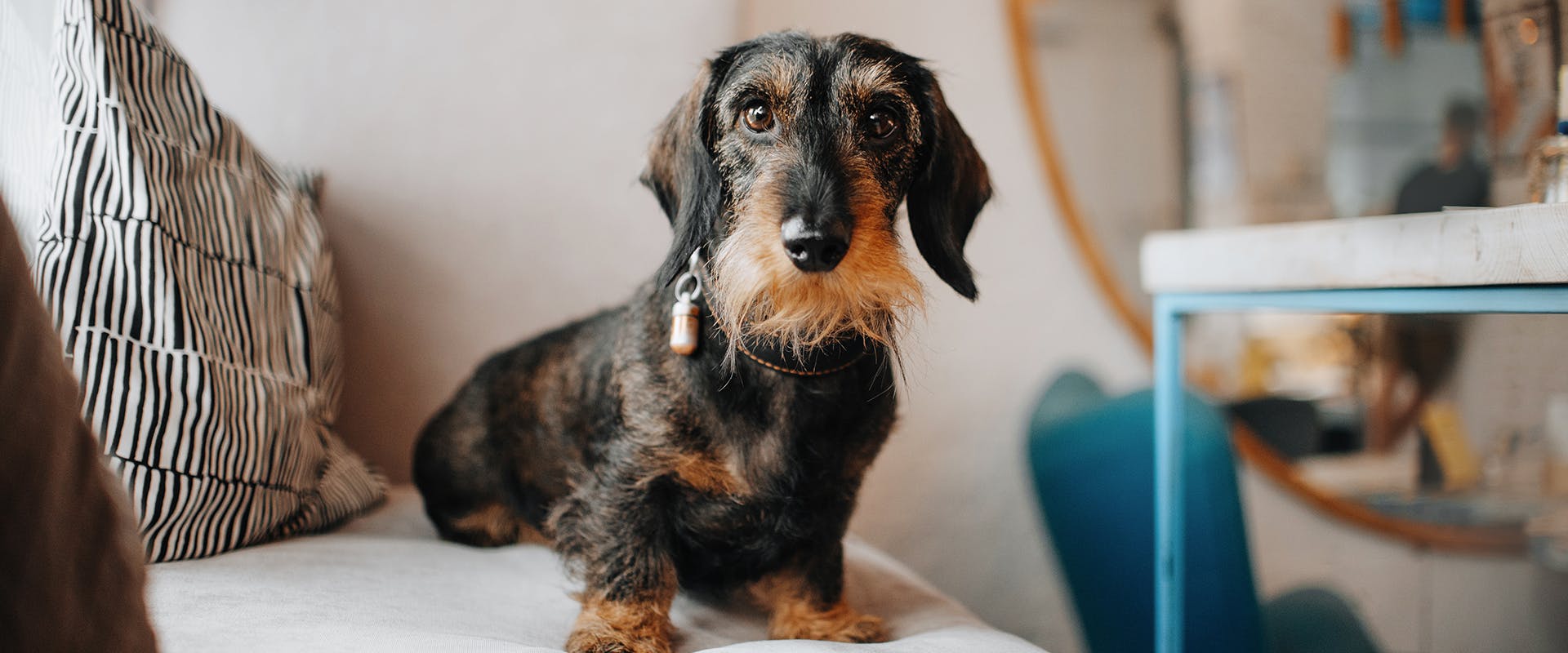 A wire-haired Dachshund sitting on a cushioned seat net to a table
