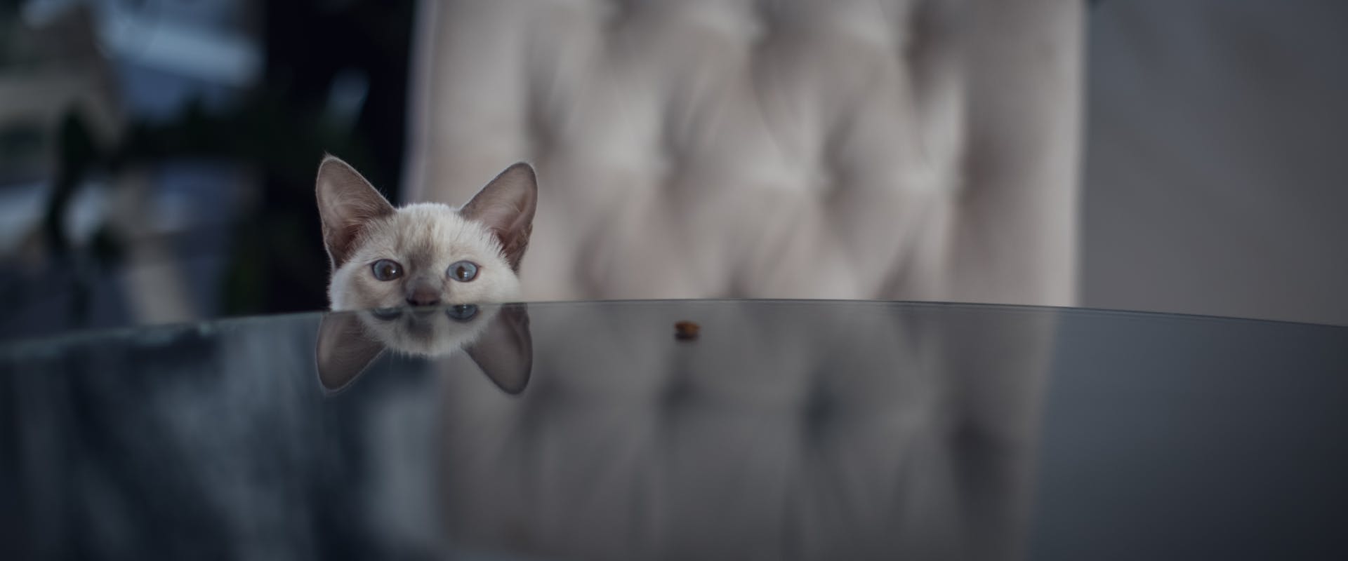 a young Siamese cat peaking out from the top of a table