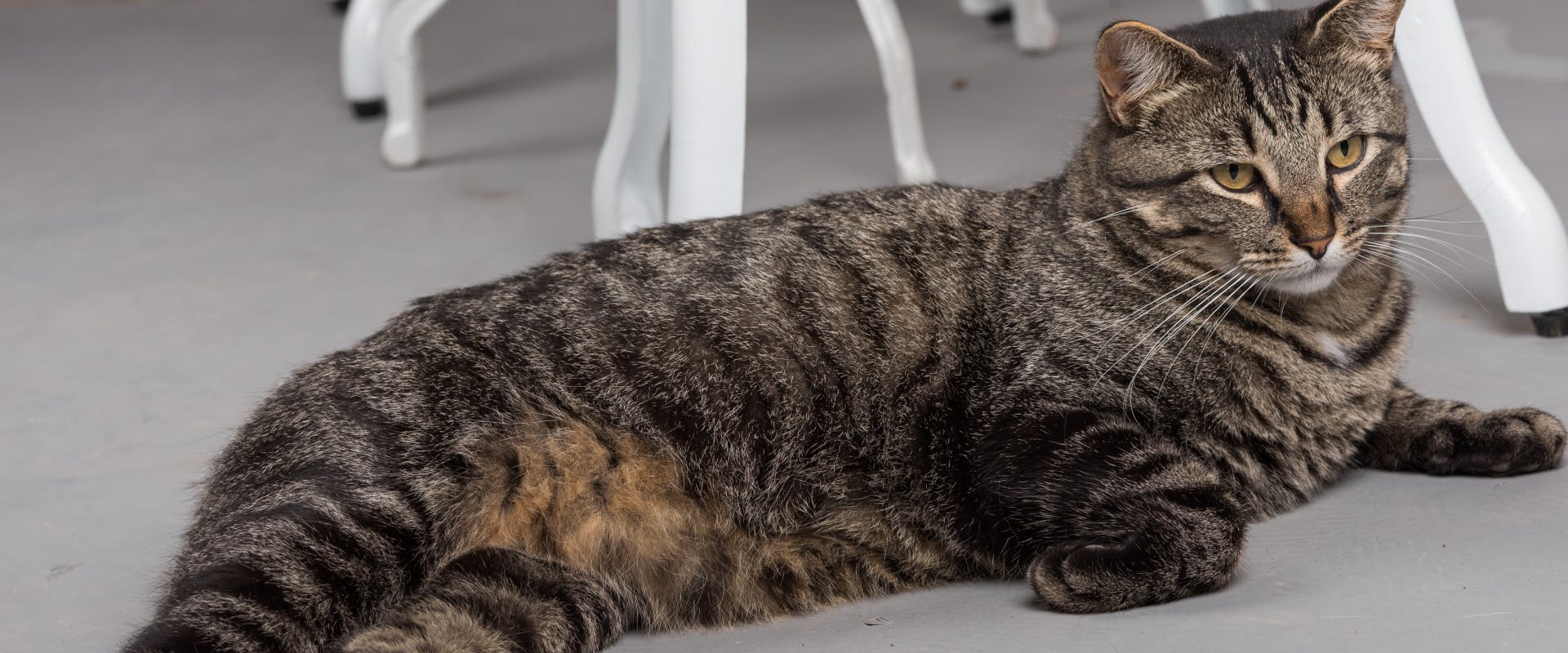 tabby Manx cat lying down outside