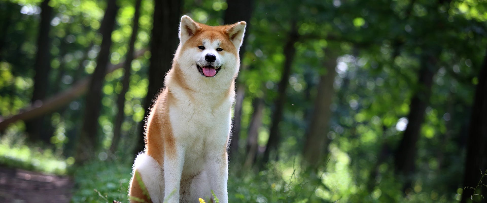 A Japanese Akita dog standing in the forest