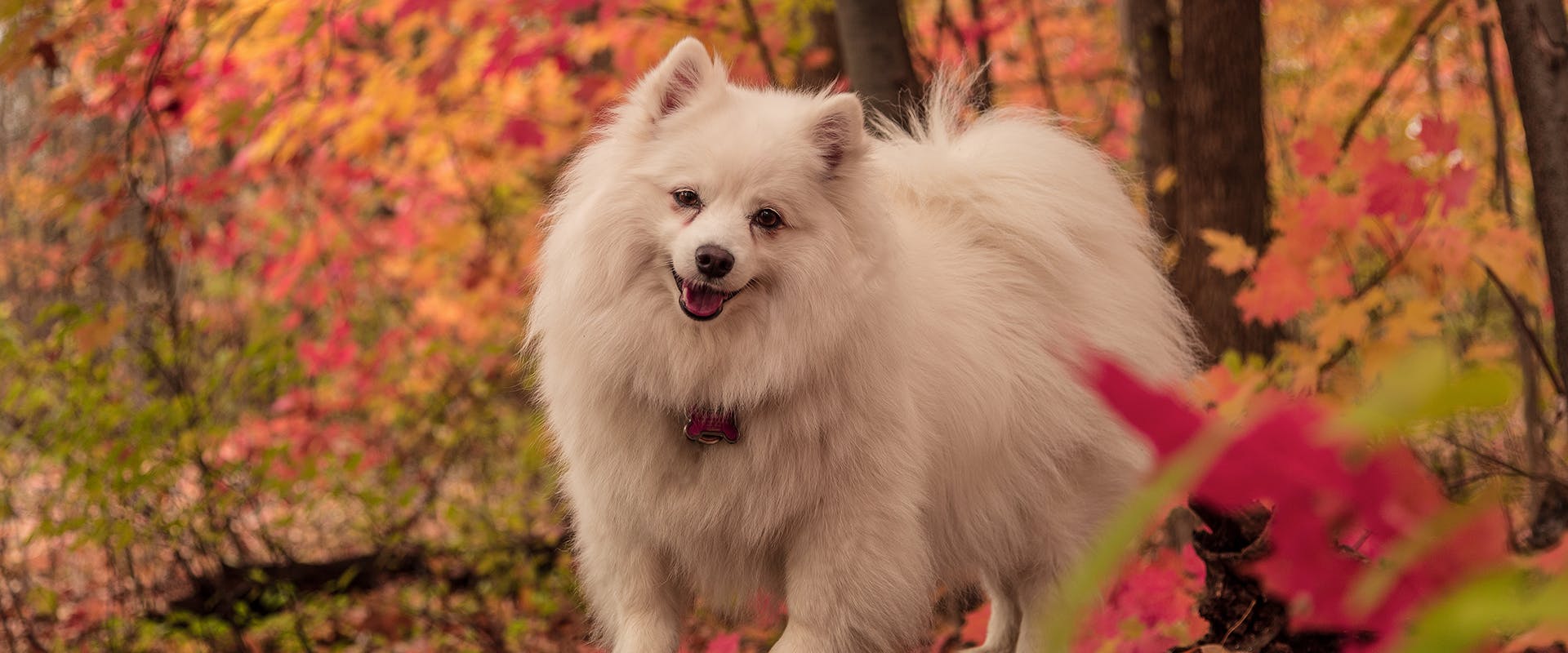 A fluffy dog that looks resembles a fox, standing in an autumn-y forest