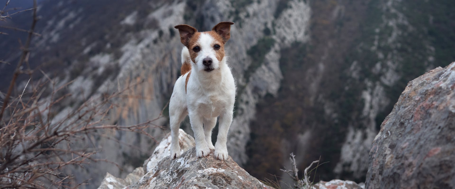 A dog stands on a rock in the mountains.