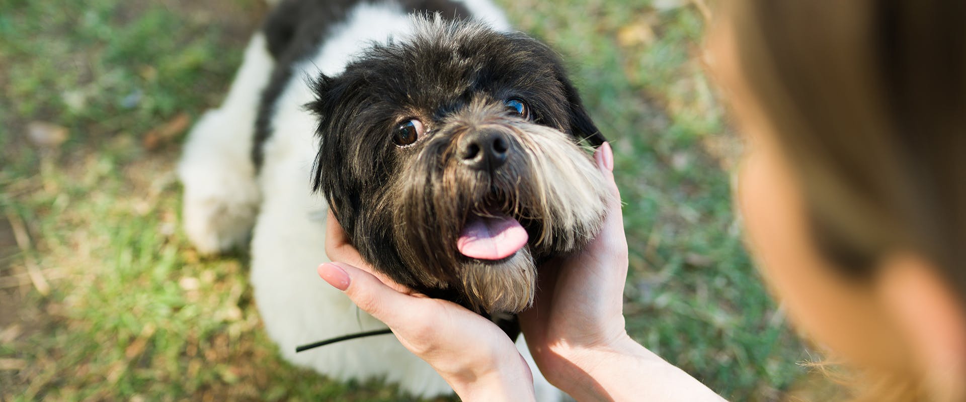 A person affectionately holding a Shih Tzu's head