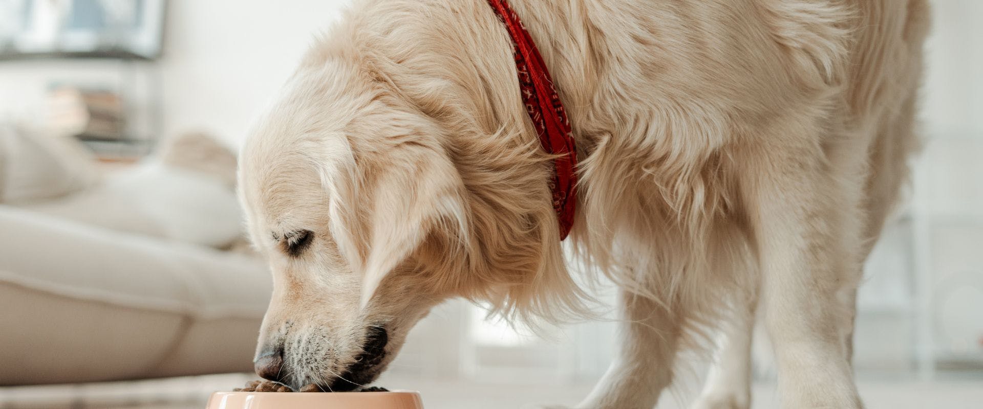 Golden Retriever dog eating from bowl