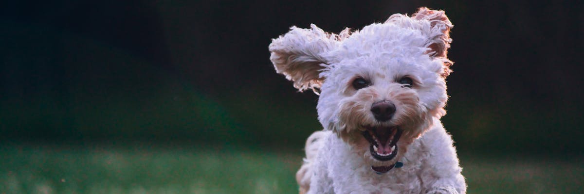 A small white dog running through a field