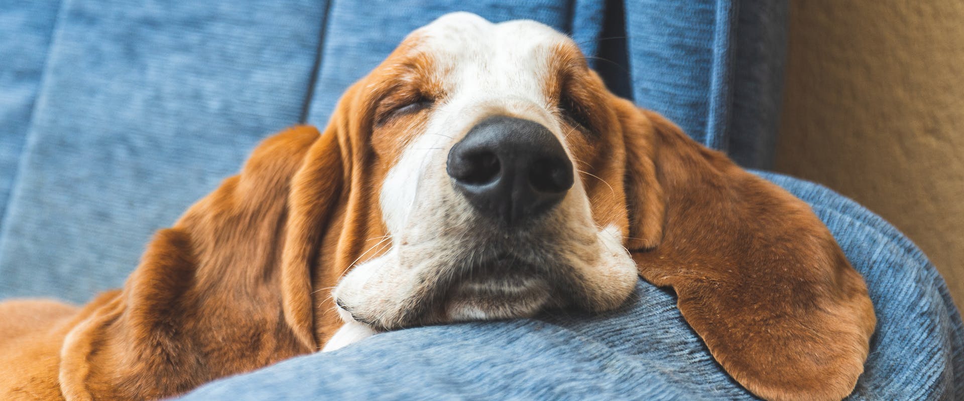 A Basset Hound puppy sleeping on the arm of a sofa