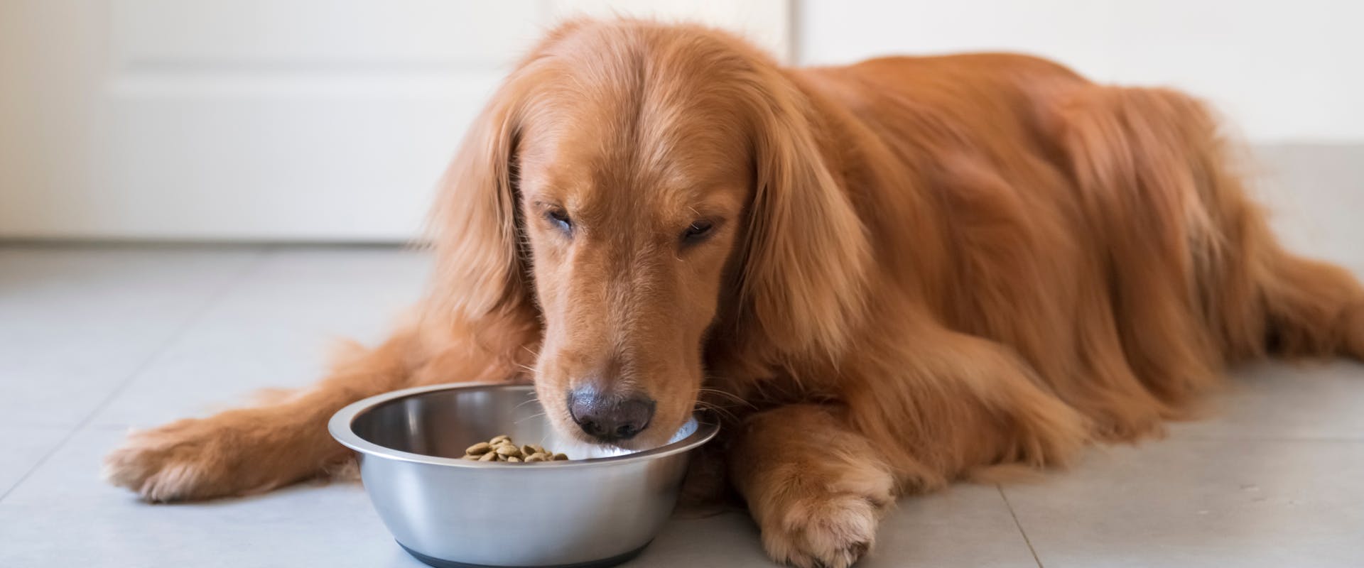 a golden retriever lying on a kitchen floor whilst eating out of a silver food bowl