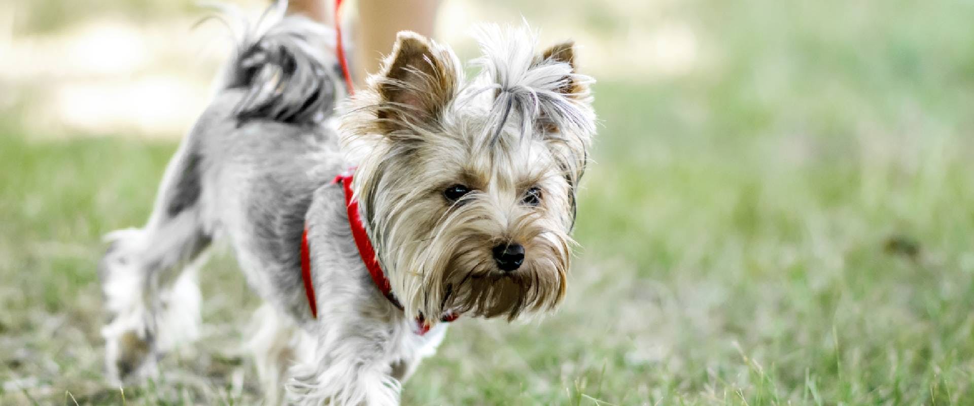 Yorkshire Terrier walking on a leash