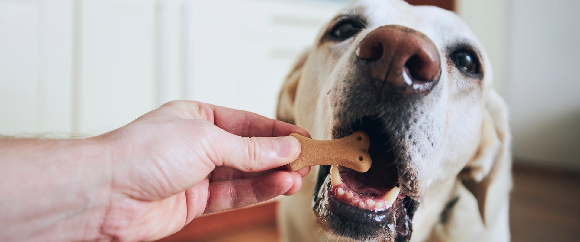 A hand feeding a dog a bone-shaped biscuit
