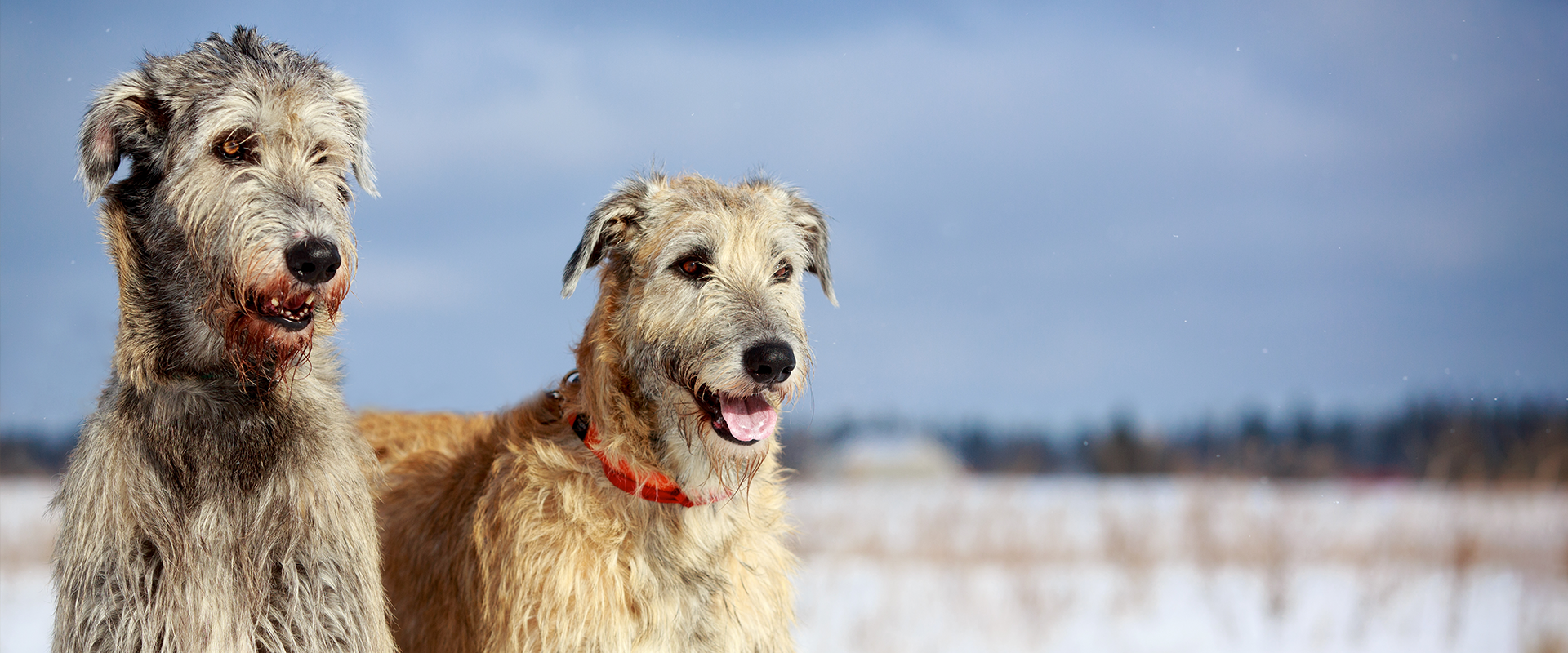 Two Irish Wolfhounds 