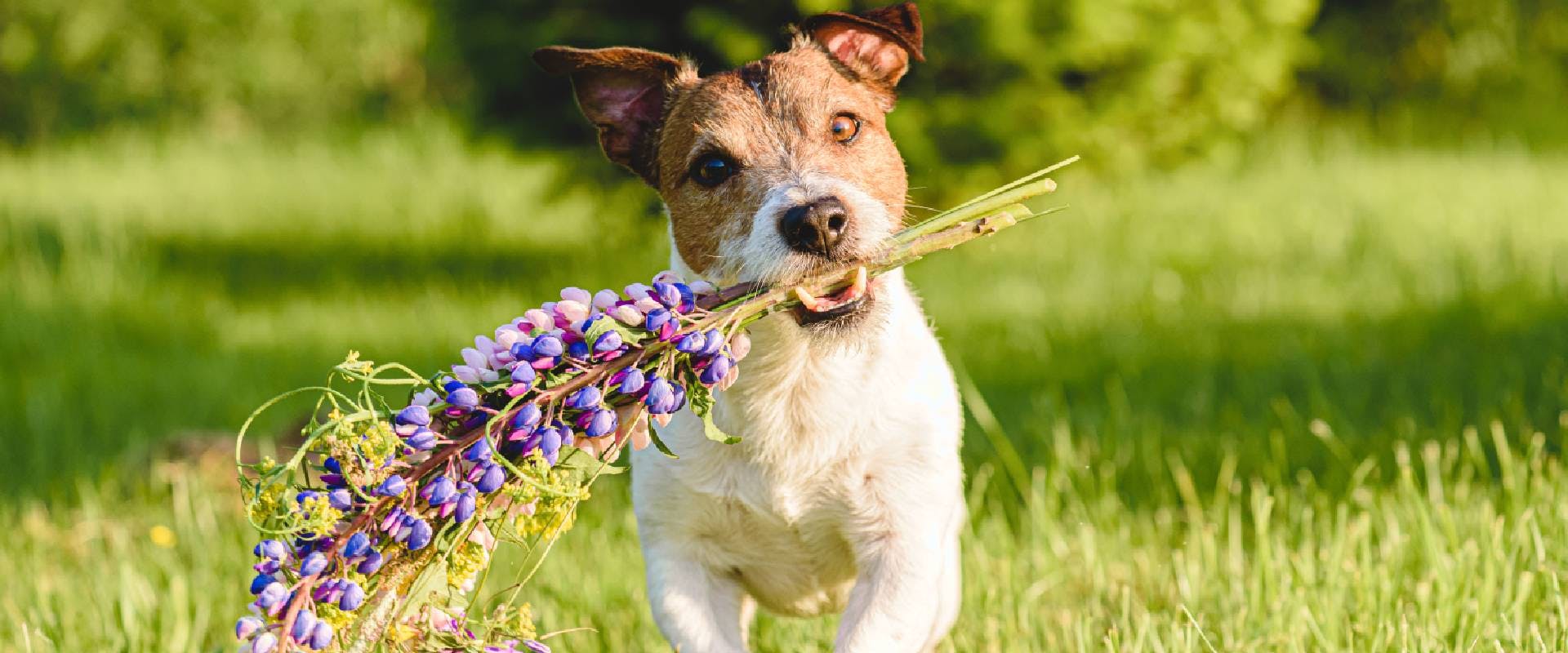 are lupines safe around dogs