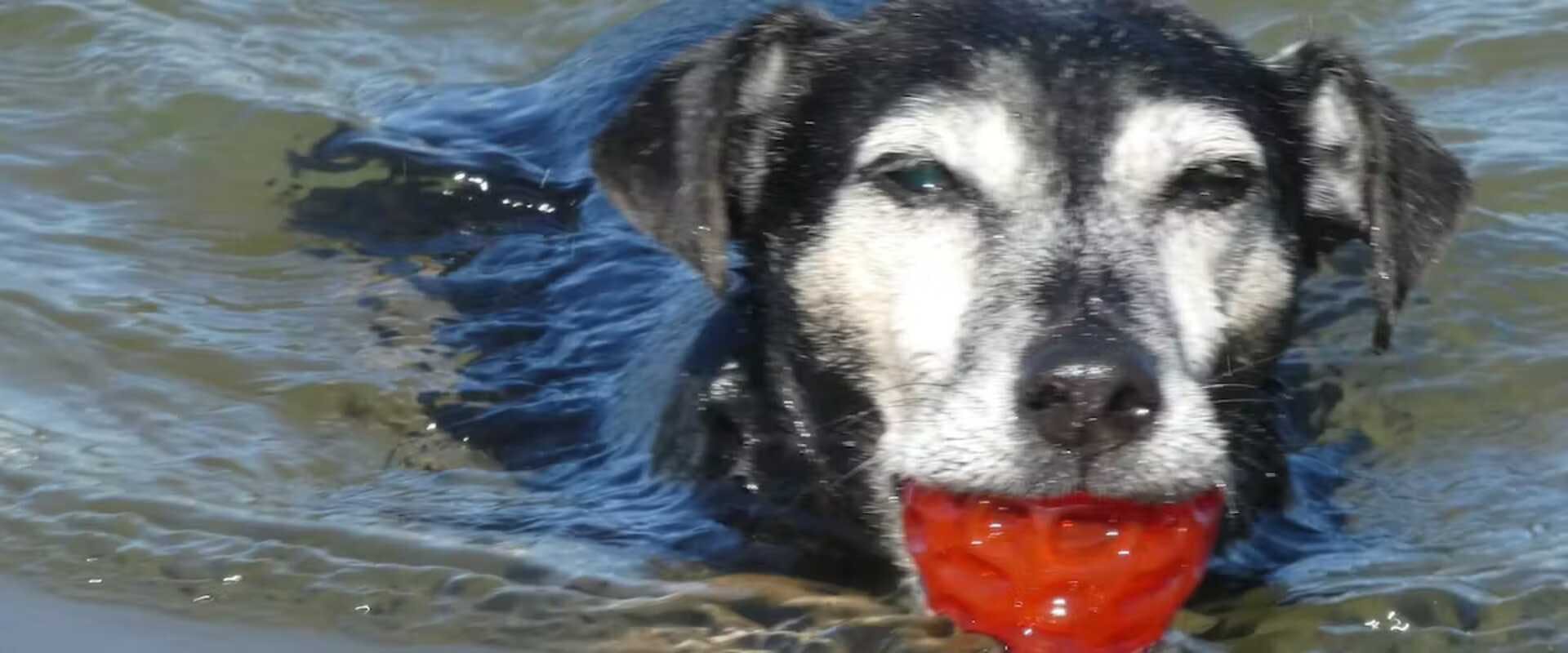 A dog swimming with a ball in its mouth