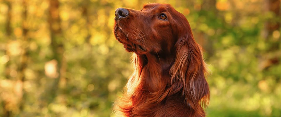 red setter retriever sitting in the sunlight in a forest