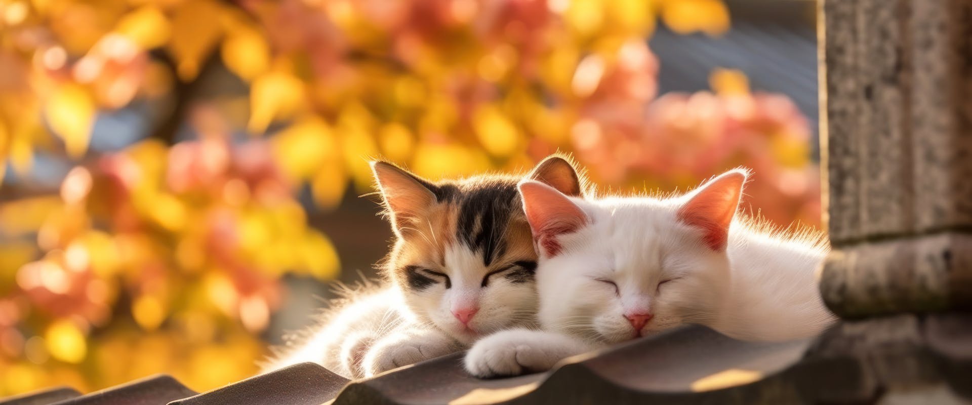 two kittens sleeping on a roof with autumn leaves in the background