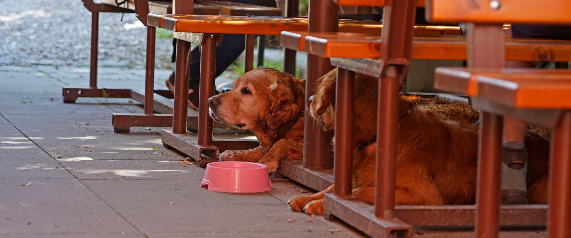 Two golden retrievers in an outdoors dog friendly restaurant.