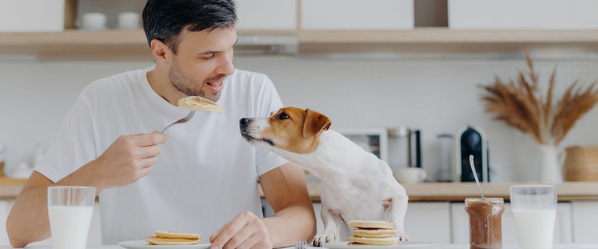 Man eating pancakes with his Jack Russell dog