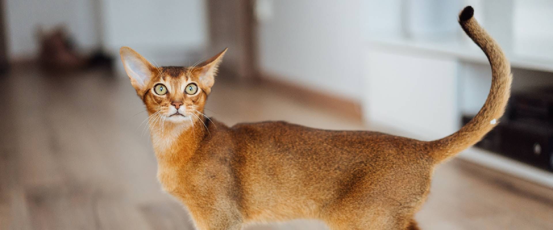 Young Abyssinian cat