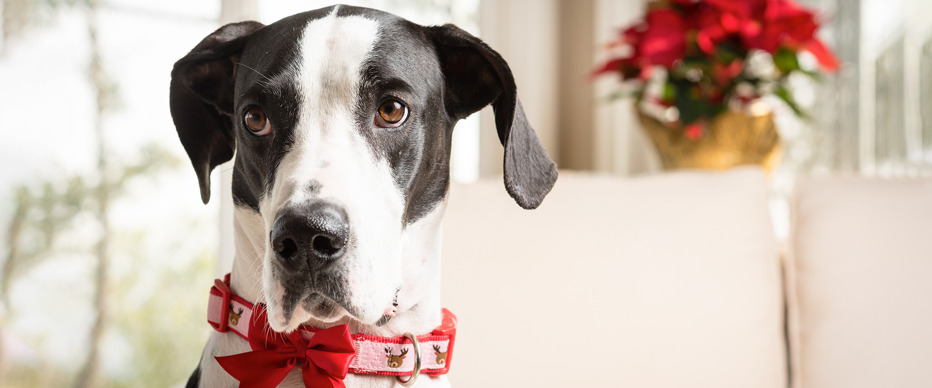 A dog wearing a festive Christmas dog collar