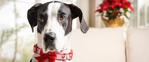 A dog wearing a festive Christmas dog collar