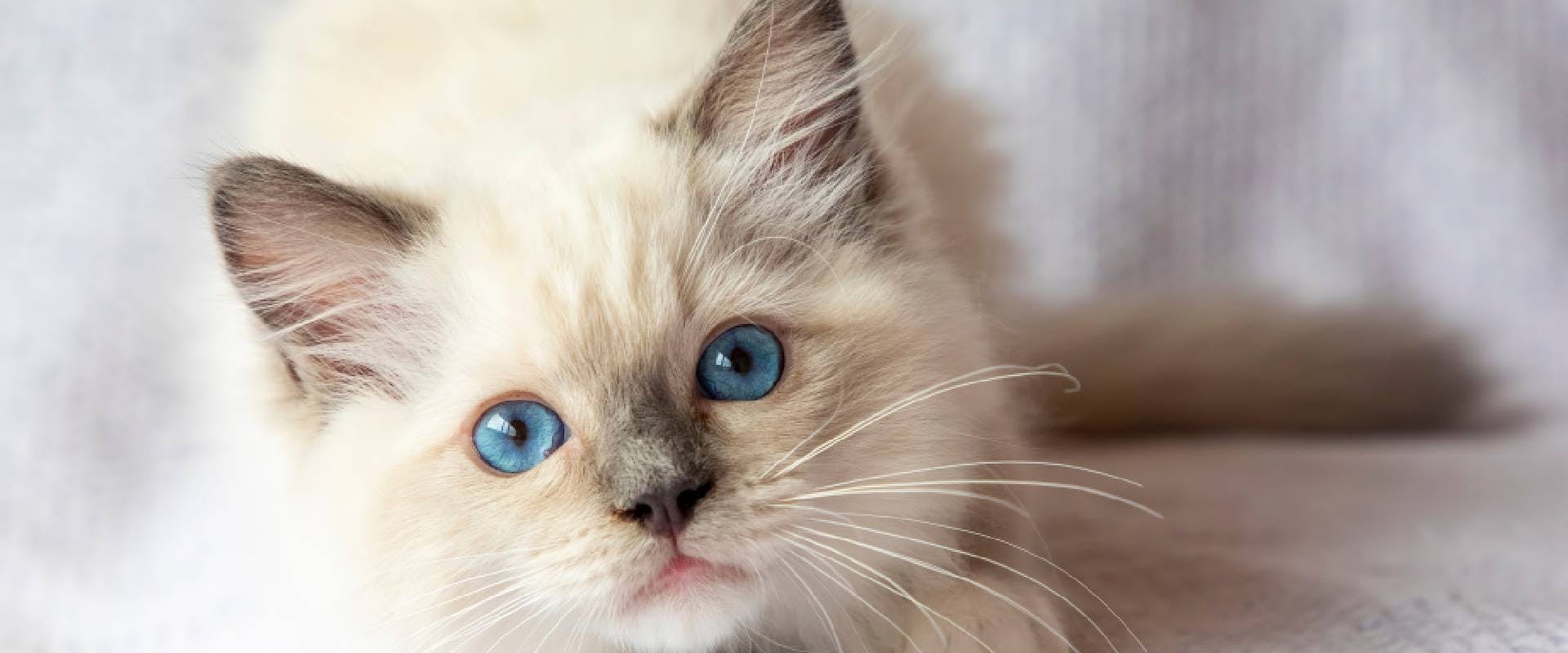 Ragdoll kitten