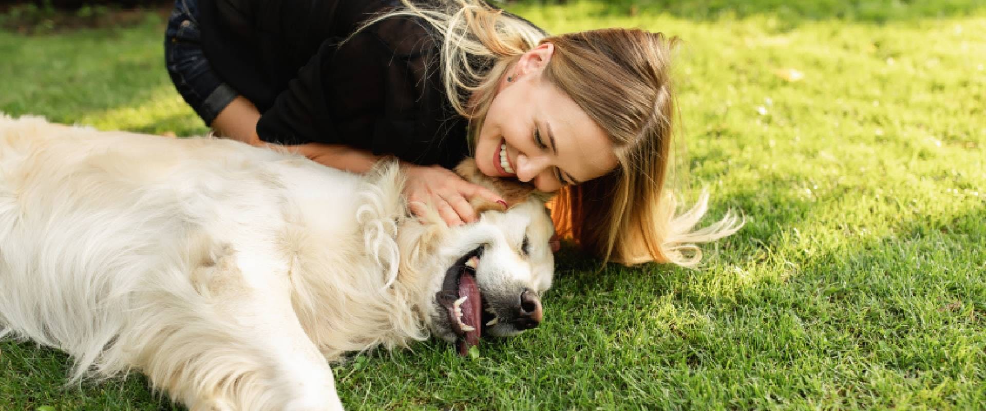 Person playing with Golden Retriever on grass