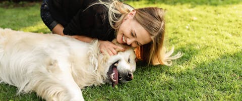 Person playing with a Golden Retriever on grass