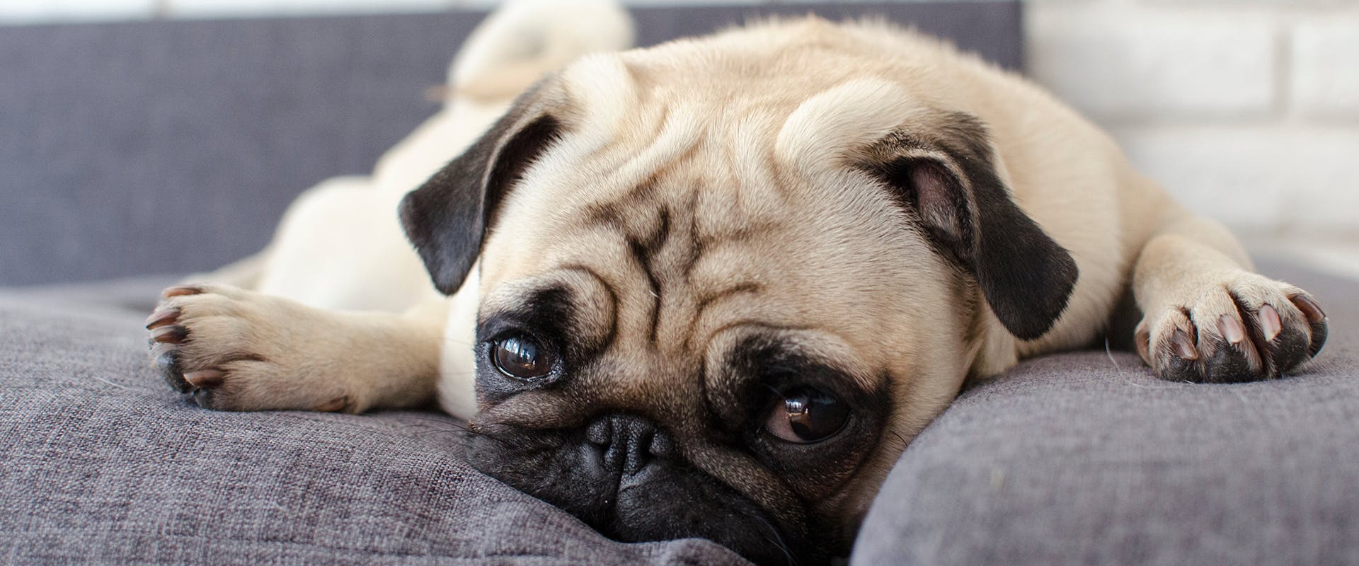 Do dogs get sad? A sad looking Pug sitting on a sofa