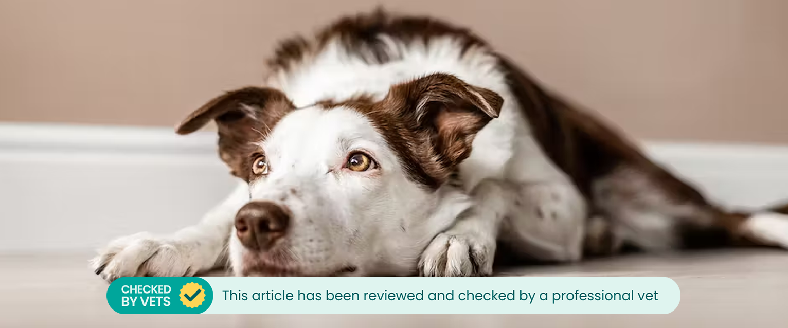 A dog laying on the floor 