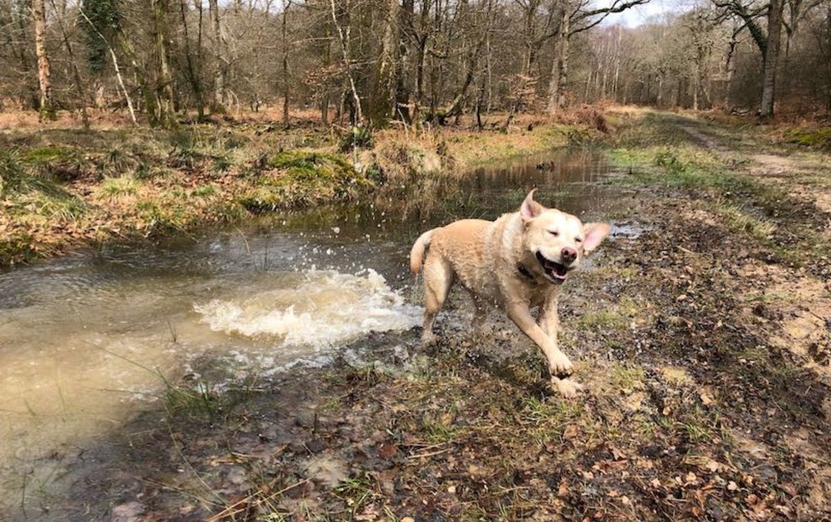 Yellow Labrador enjoying a swim 