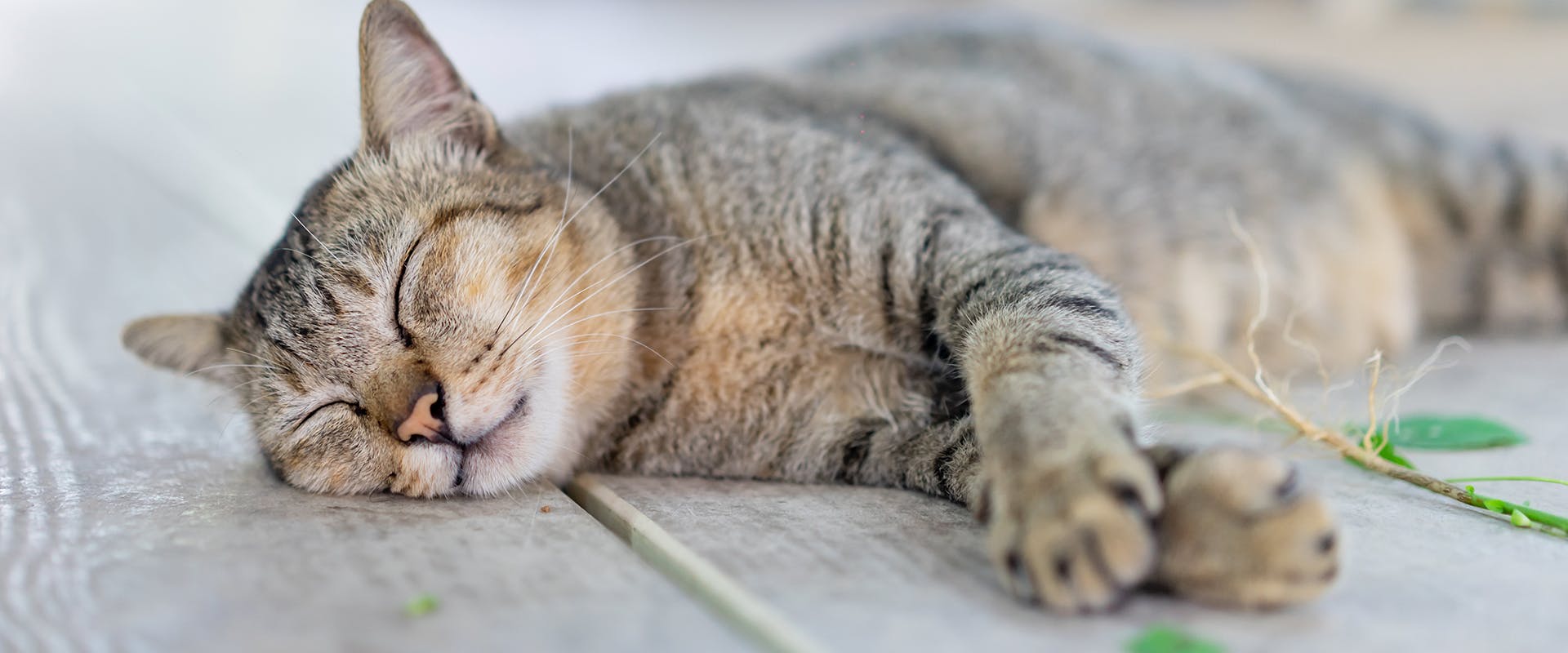 A sleepy cat feeling the effects of catnip 